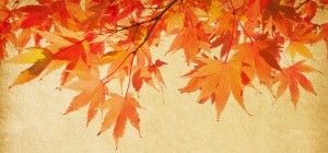 fall leaves, autumn, orange, red, trees, Charlotte NC fall events, Charlotte NC homes for sale, Charlotte NC real estate, Showcase realty, Nancy Braun