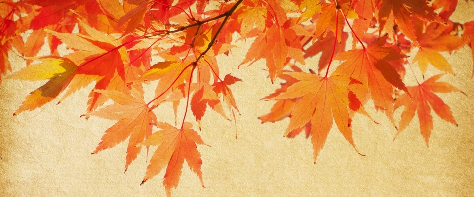 fall leaves, autumn, orange, red, trees, Charlotte NC fall events, Charlotte NC homes for sale, Charlotte NC real estate, Showcase realty, Nancy Braun